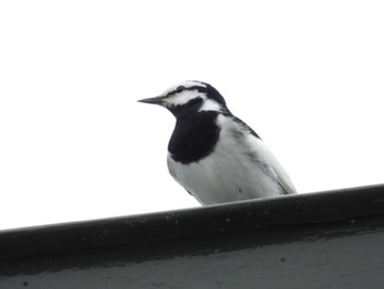 White Wagtail 浜名湖 Fri, 4/29/2022