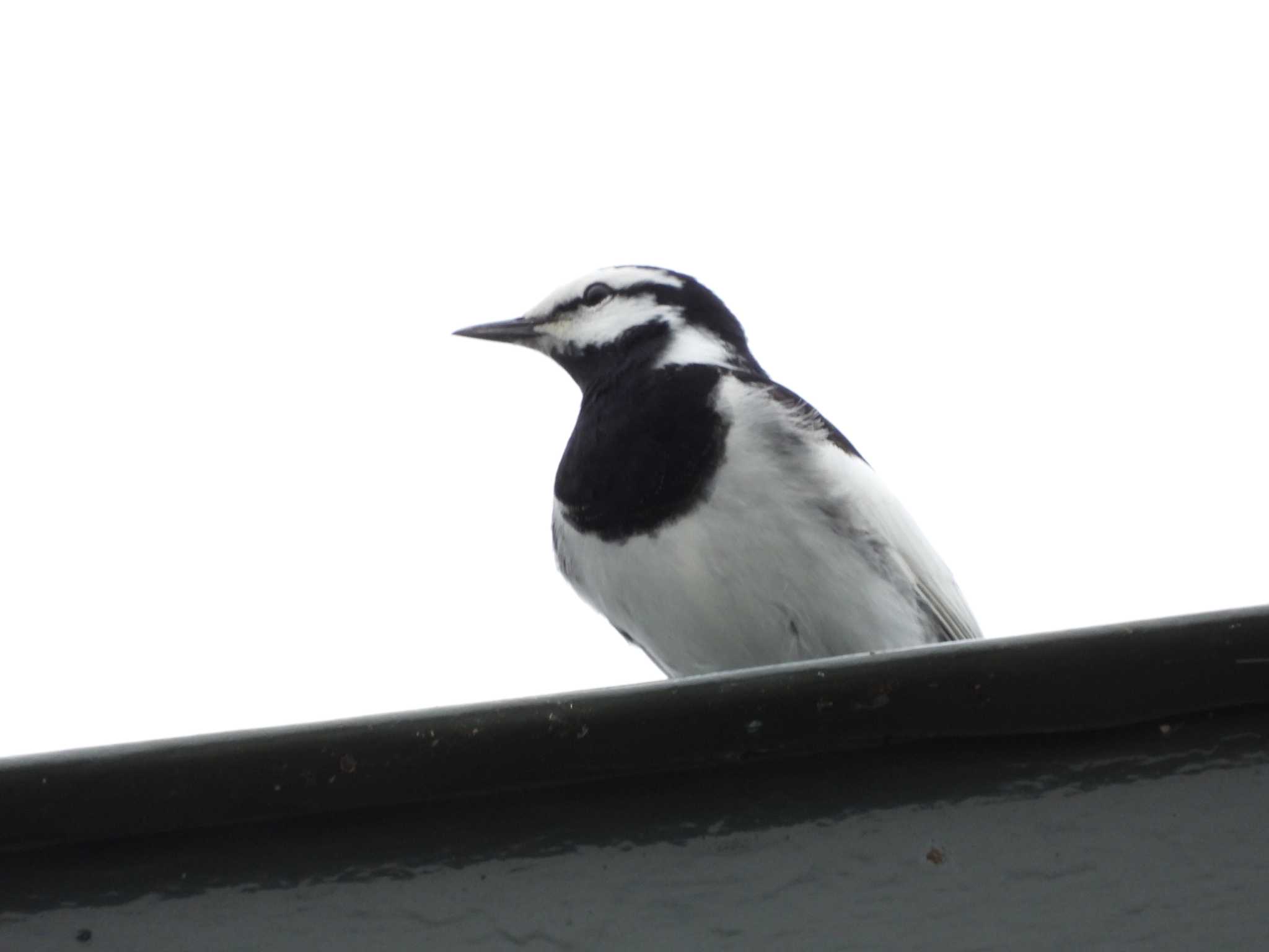 White Wagtail