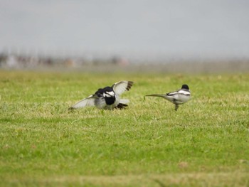 White Wagtail 浜名湖 Fri, 4/29/2022