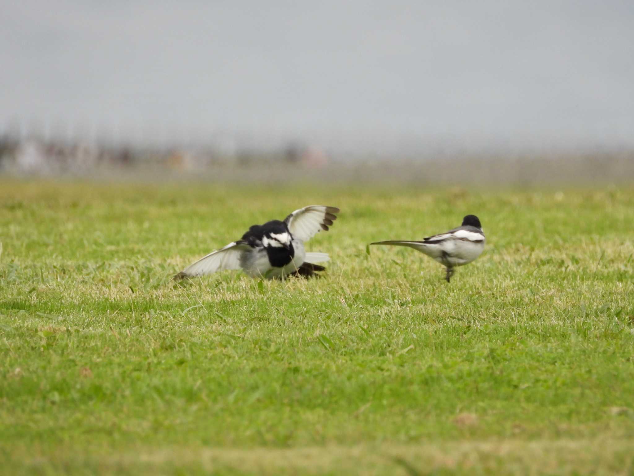 White Wagtail