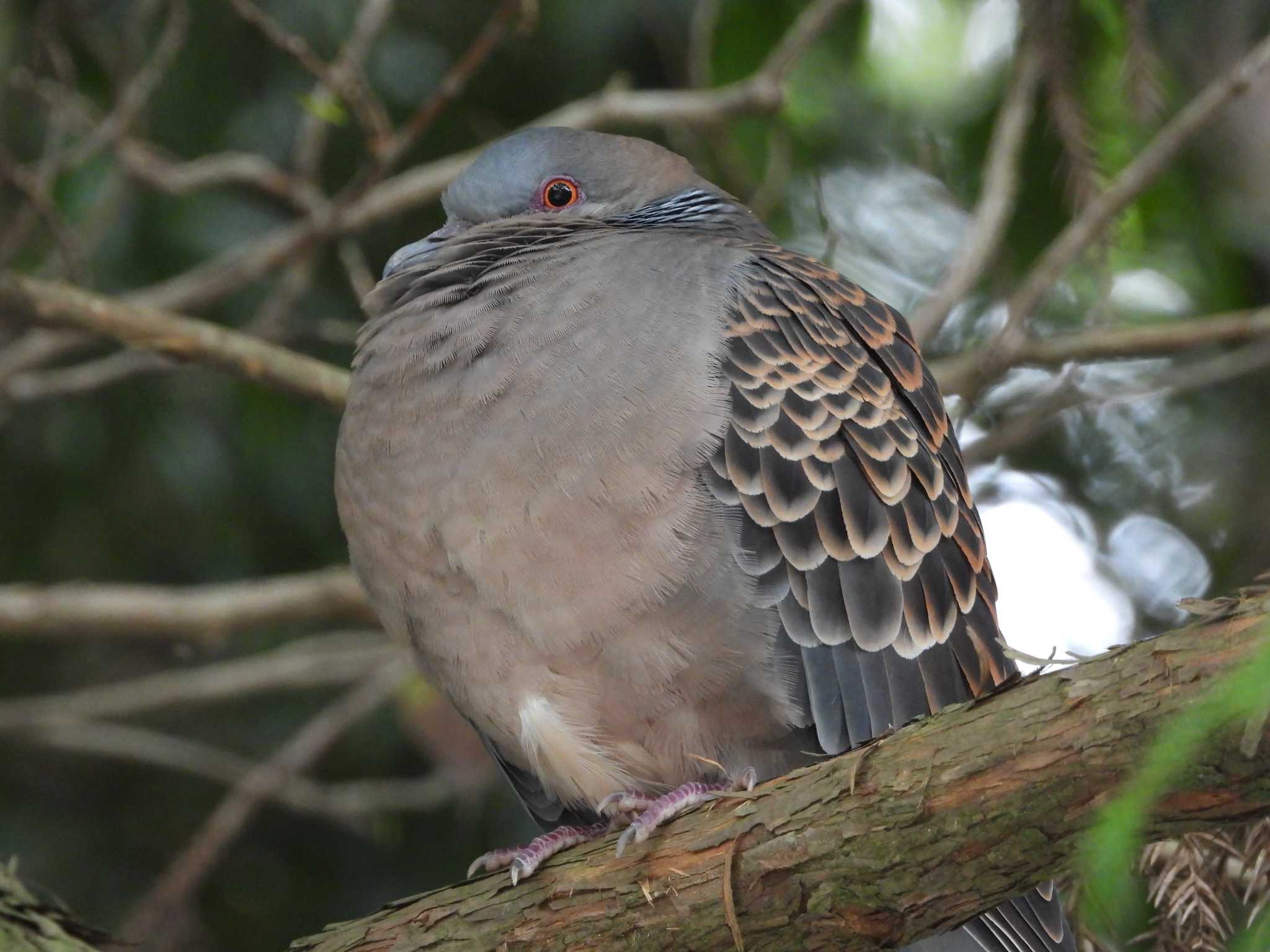 Oriental Turtle Dove