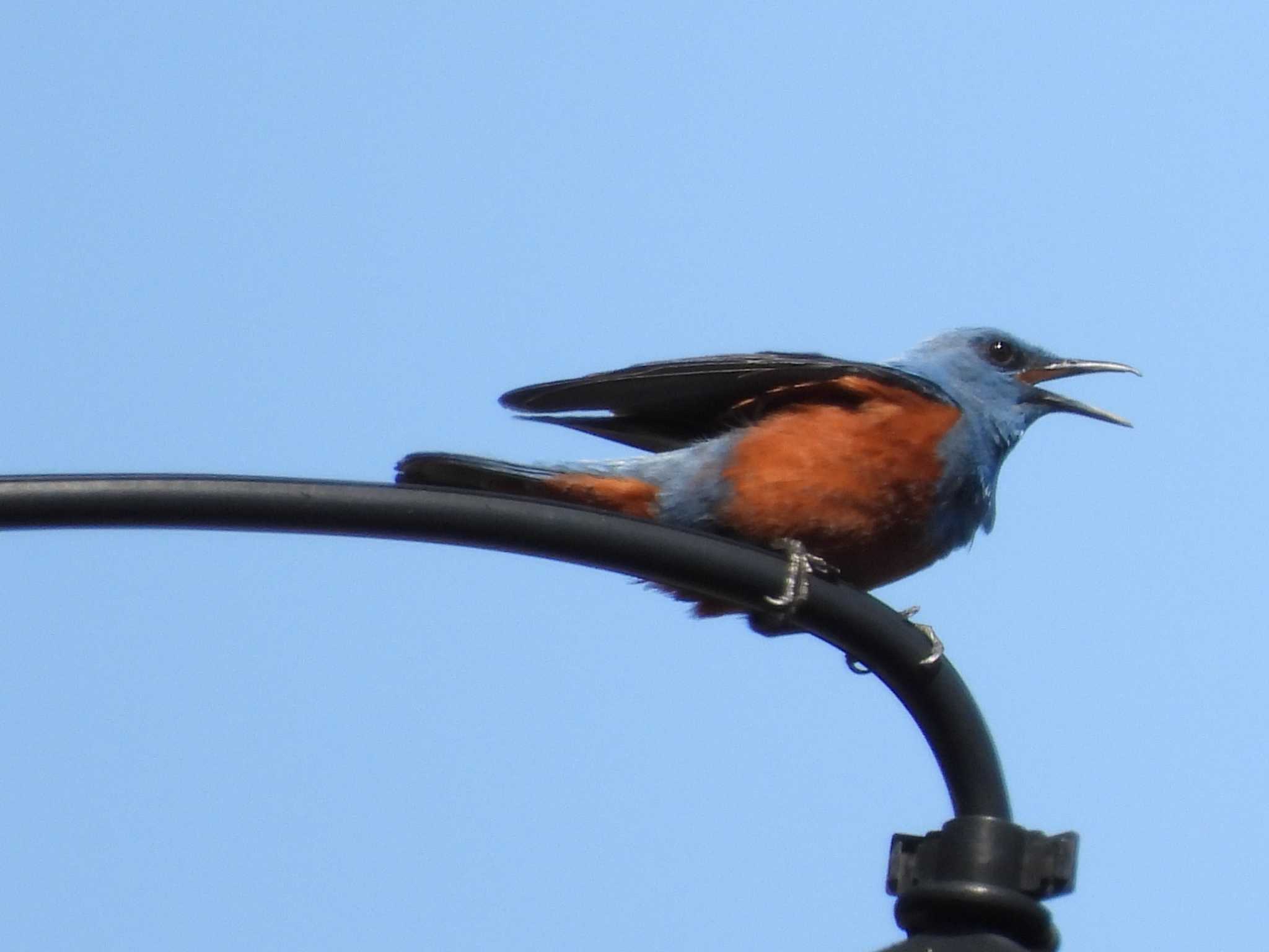 Blue Rock Thrush