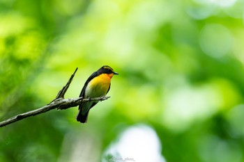 キビタキ 座間谷戸山公園 2022年5月6日(金)