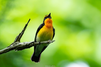 2022年5月6日(金) 座間谷戸山公園の野鳥観察記録