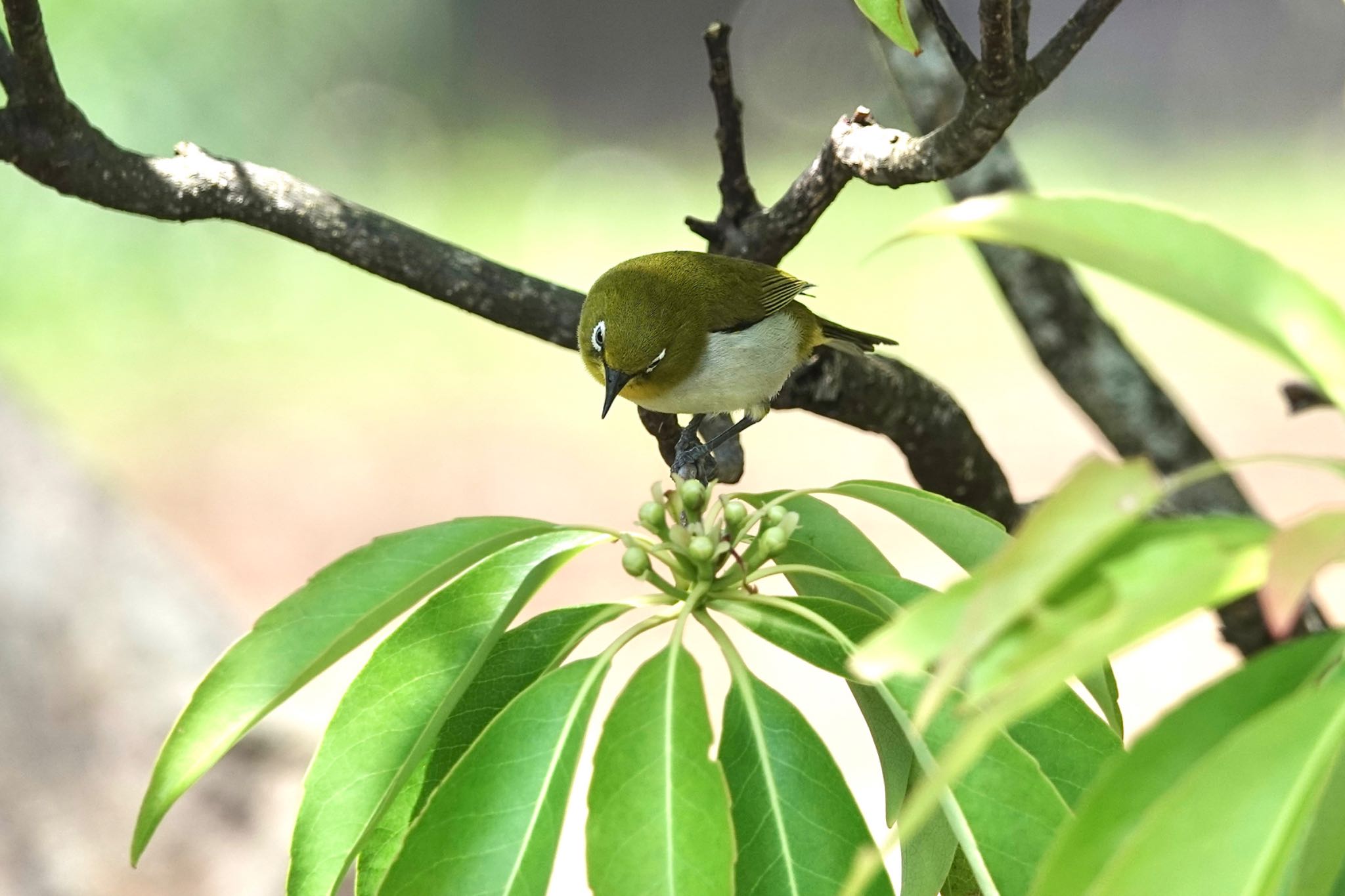 Japanese White-eye(loochooensis)