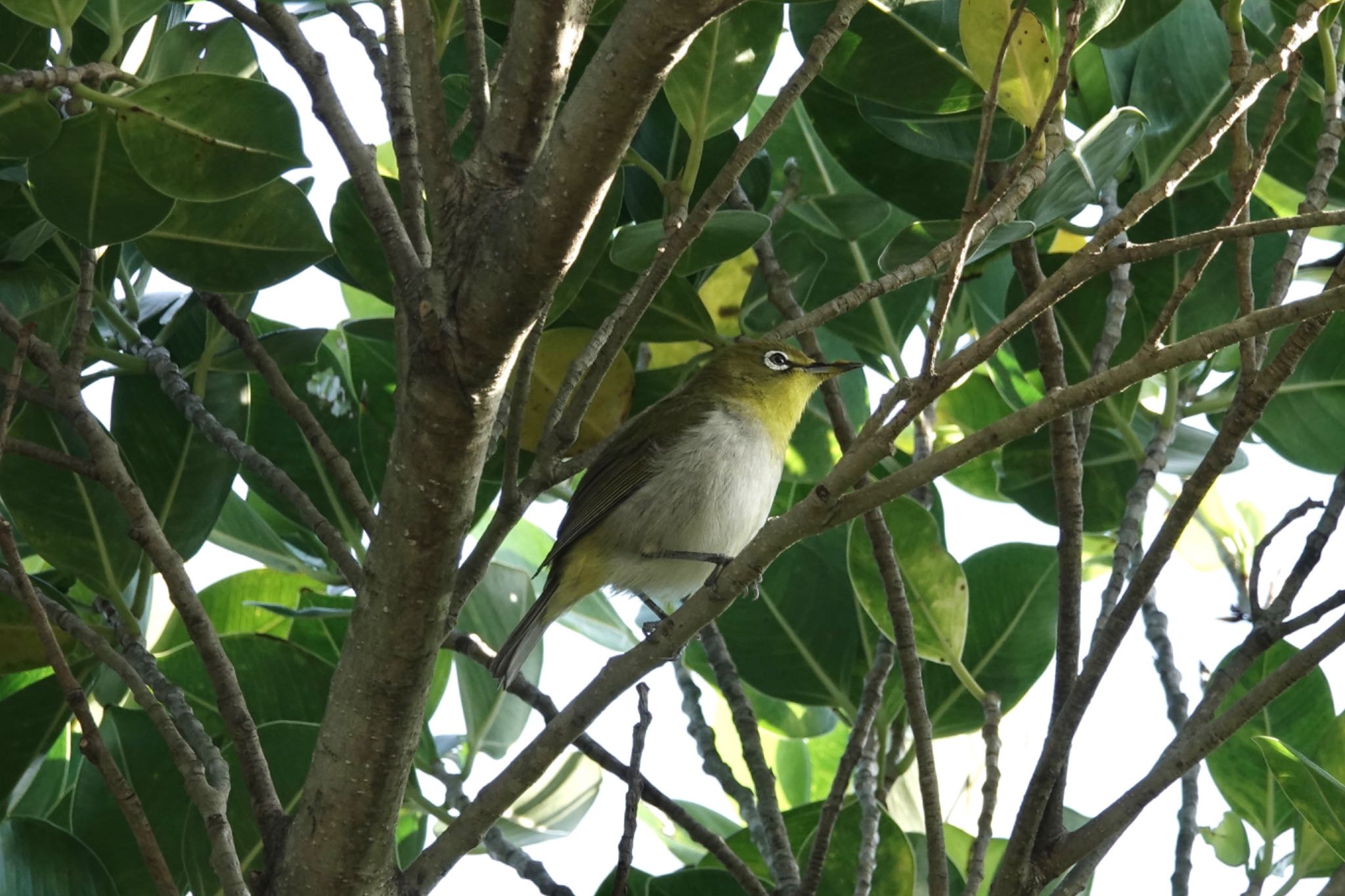 Japanese White-eye(loochooensis)