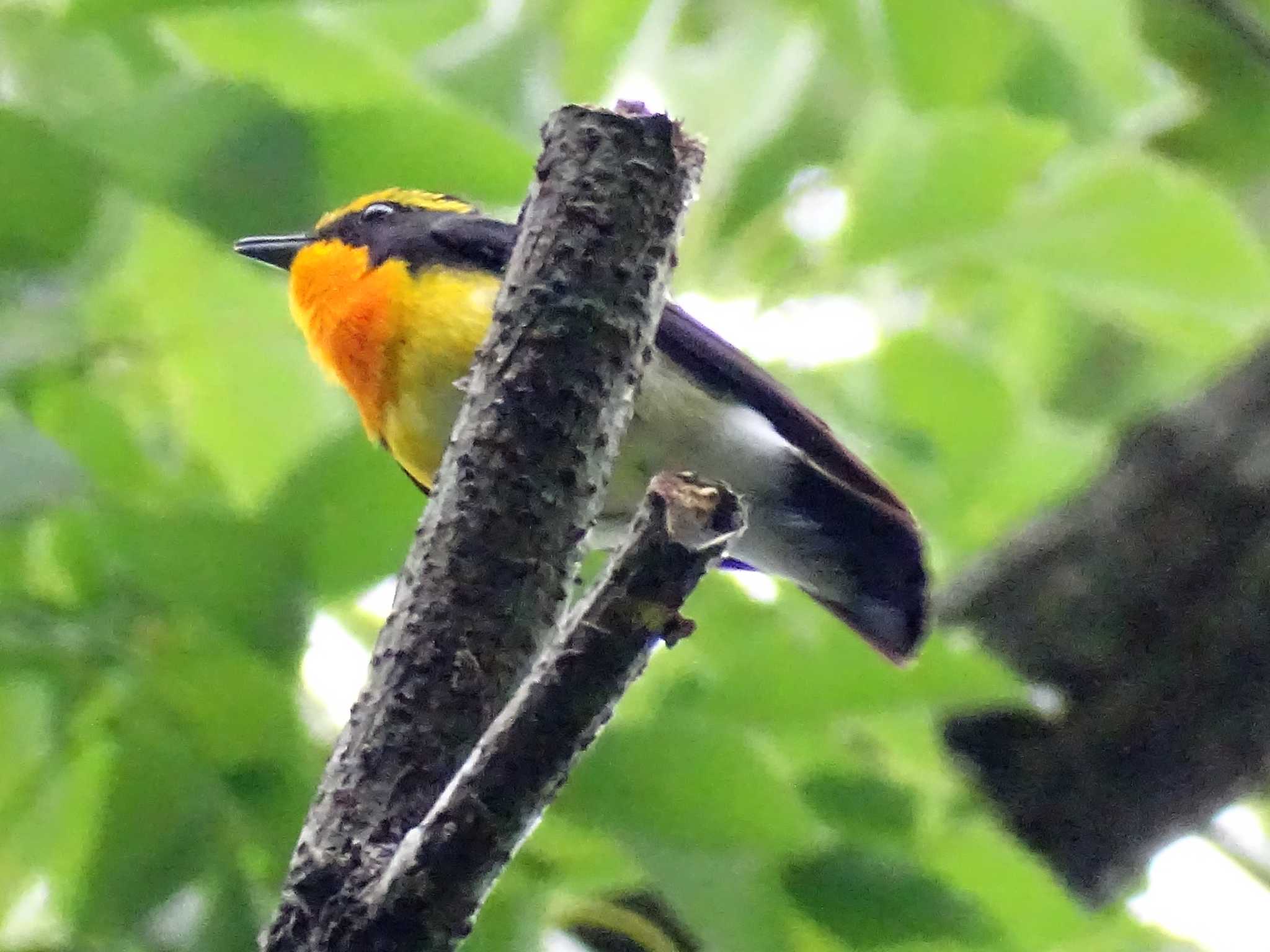 舞岡公園 キビタキの写真 by KAWASEMIぴー