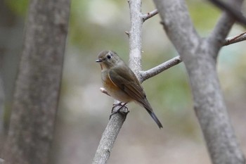 ルリビタキ 旭山記念公園 2022年5月3日(火)