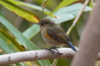 ルリビタキ 旭山記念公園 2022年5月3日(火)