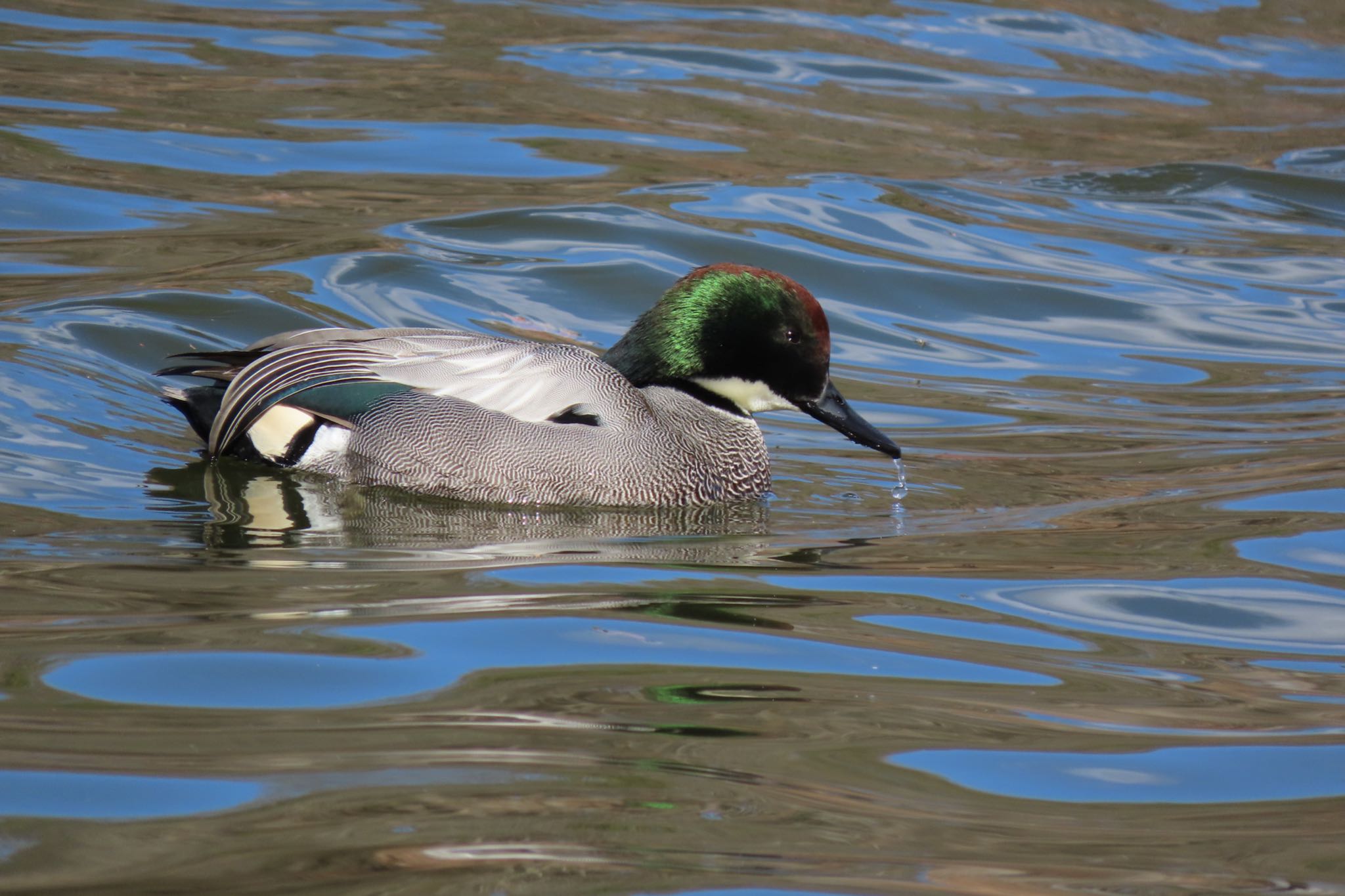 井頭公園 ヨシガモの写真 by 中学生探鳥家