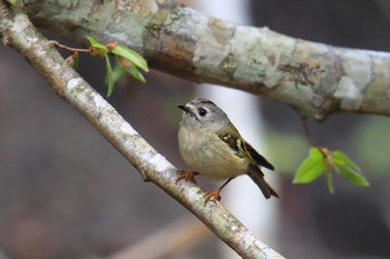 Goldcrest Unknown Spots Sat, 5/7/2022