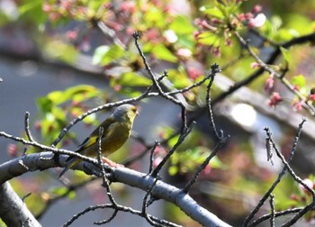 カワラヒワ 鶴舞公園(名古屋) 2022年4月9日(土)