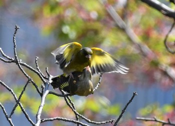 カワラヒワ 鶴舞公園(名古屋) 2022年4月9日(土)