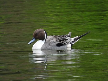 Northern Pintail Shakujii Park Sun, 5/8/2022