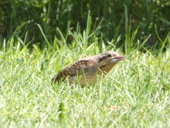 アリスイ あいの里公園 2022年5月6日(金)