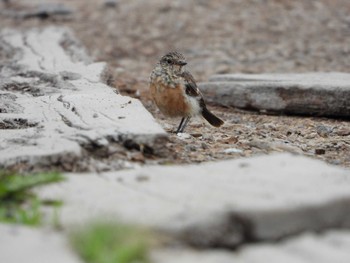 Amur Stonechat Kirigamine Highland Thu, 8/12/2021