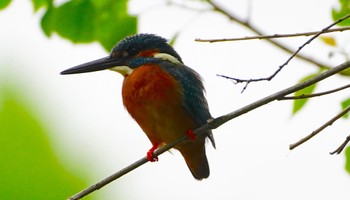 2022年5月9日(月) 山田西公園の野鳥観察記録