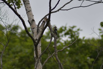 Great Spotted Woodpecker Kirigamine Highland Thu, 8/12/2021