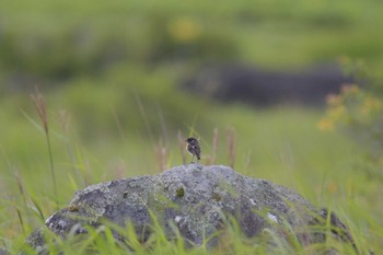 ノビタキ 霧ヶ峰高原 2021年8月12日(木)