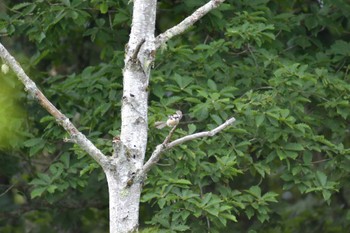 Bull-headed Shrike Kirigamine Highland Thu, 8/12/2021