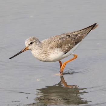 ソリハシシギ 東京港野鳥公園 2022年5月8日(日)