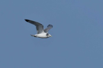 2022年3月10日(木) 銚子漁港の野鳥観察記録