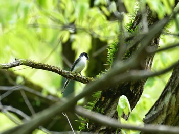 Tue, 5/3/2022 Birding report at 栃木県県民の森