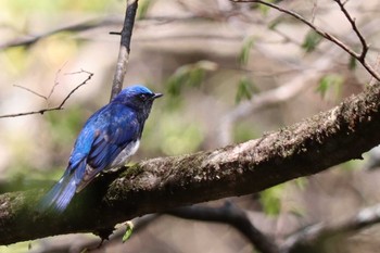 Blue-and-white Flycatcher 長野県 Wed, 5/4/2022