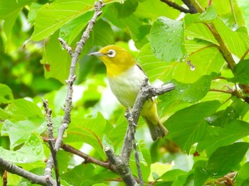 Warbling White-eye 恩納村 Mon, 5/9/2022