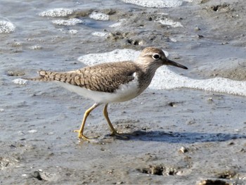 Fri, 4/8/2022 Birding report at Fujimae Tidal Flat