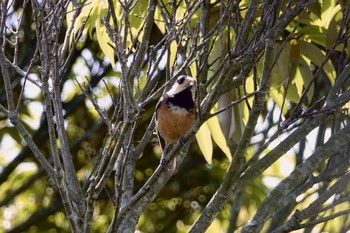 Varied Tit(amamii) Amami Island(General) Tue, 4/5/2022