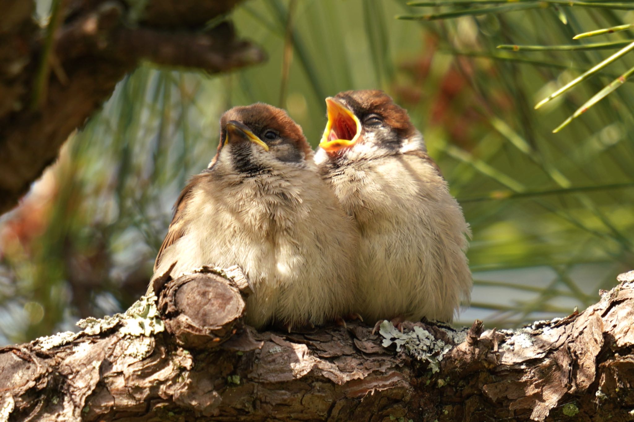 Photo of Eurasian Tree Sparrow at Matsue Castle by すめし