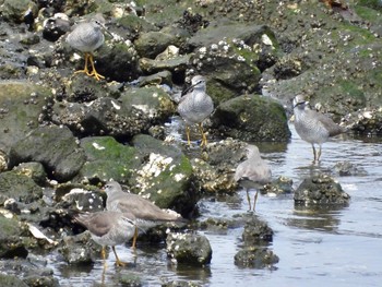 Fri, 5/6/2022 Birding report at 大井ふ頭中央海浜公園(なぎさの森)