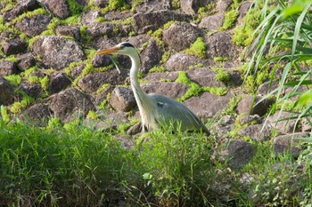 アオサギ 四ツ池公園 2022年5月8日(日)