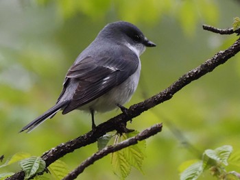 リュウキュウサンショウクイ 軽井沢野鳥の森 2022年5月3日(火)