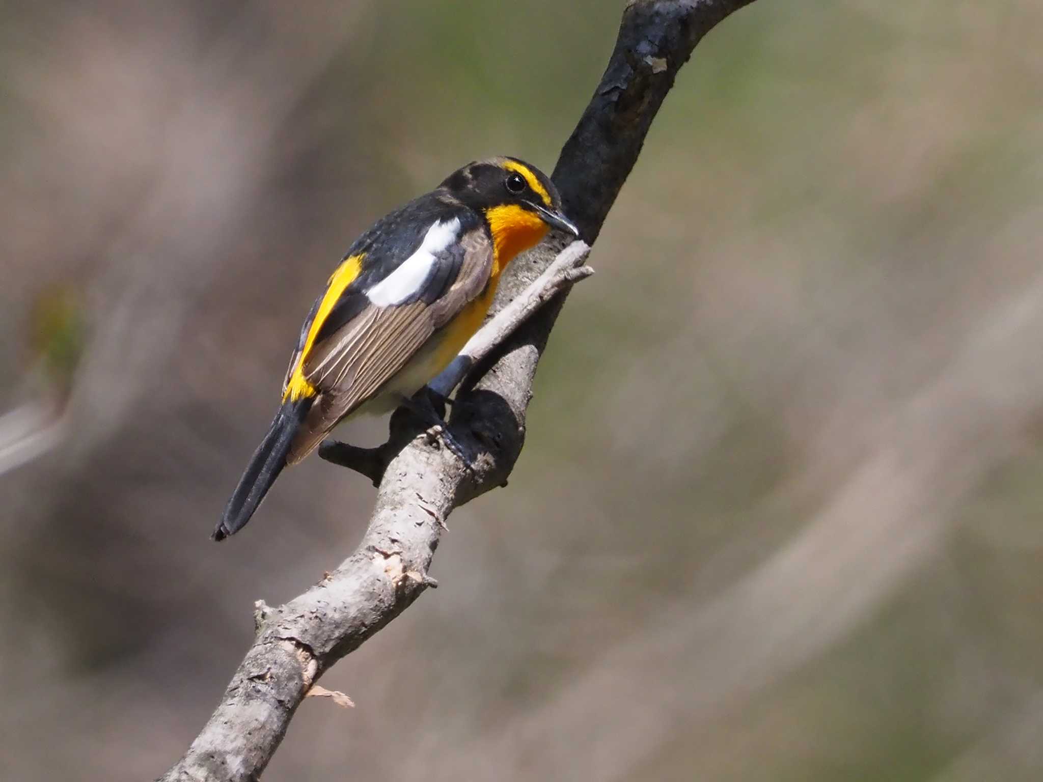 軽井沢野鳥の森 キビタキの写真 by 日根野 哲也