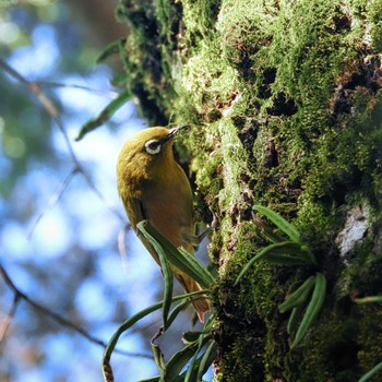 2022年5月3日(火) 奈良市水上池の野鳥観察記録