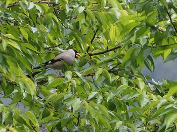 Mon, 5/9/2022 Birding report at 奥多摩