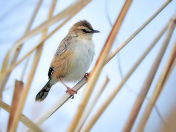 2022年5月10日(火) 平城宮跡の野鳥観察記録