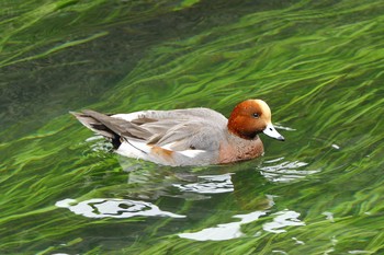 Eurasian Wigeon 大垣市 Sat, 12/9/2017