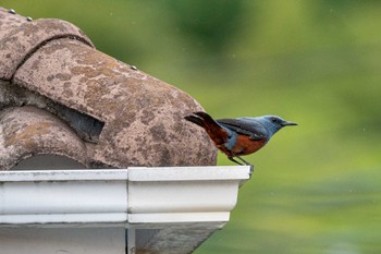 Blue Rock Thrush 奈良市 Mon, 5/9/2022