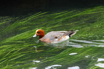 Eurasian Wigeon 大垣市 Sat, 12/9/2017