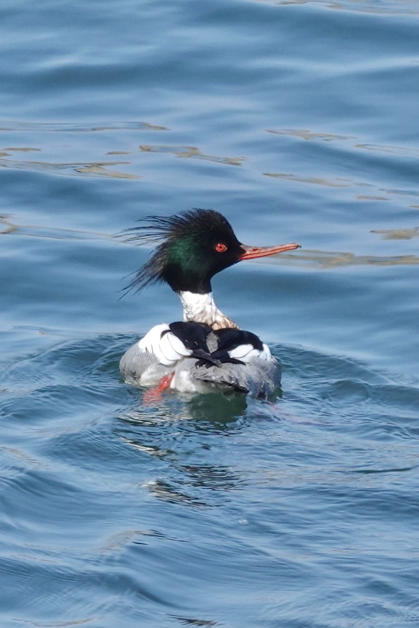 Red-breasted Merganser