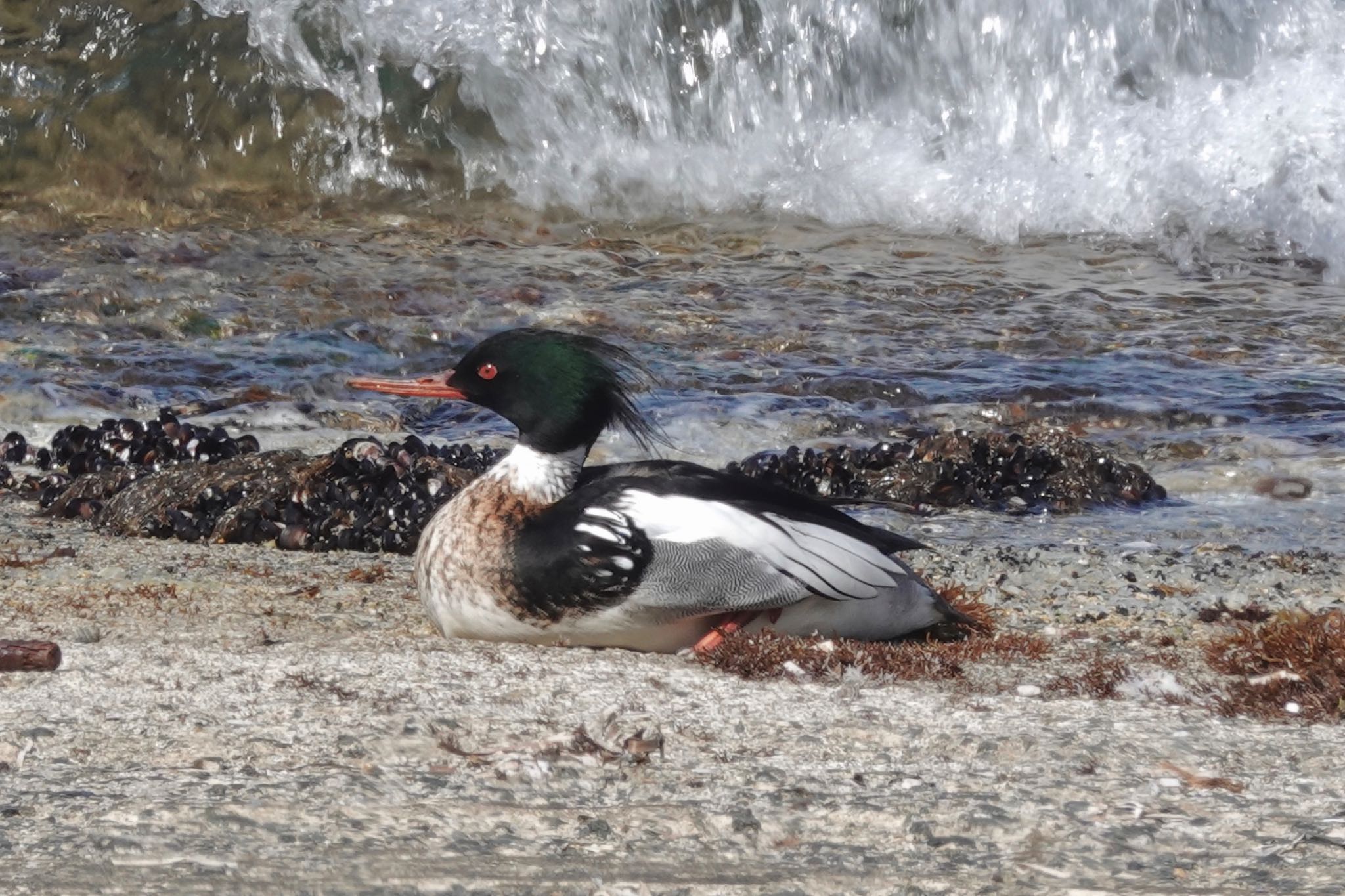 Red-breasted Merganser