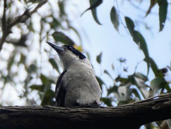 ハイイロモズガラス Lane Cove National Park, NSW, Australia 2021年12月3日(金)