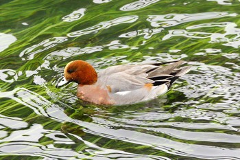 Eurasian Wigeon 大垣市 Sat, 12/9/2017