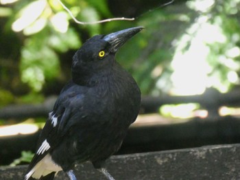 Pied Currawong Lane Cove National Park, NSW, Australia Thu, 12/2/2021