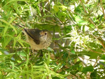 Brown Thornbill Northbridge, NSW, Australia Thu, 12/2/2021