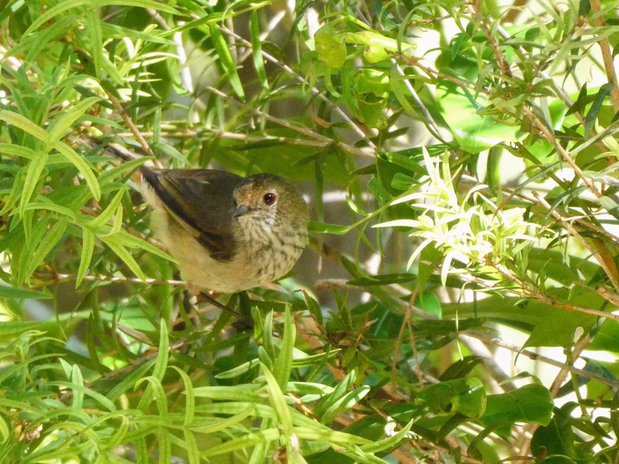 Photo of Brown Thornbill at Northbridge, NSW, Australia by Maki