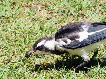 Magpie-lark Lane Cove National Park, NSW, Australia Fri, 12/3/2021